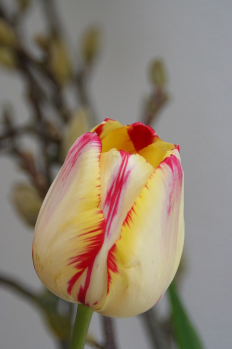 Tulpen uit Rotterdam