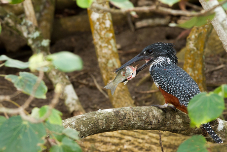 Afrikaanse Reuzenijsvogel (Giant Kingfisher)