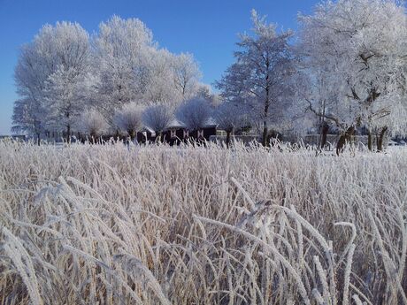 IJskoud Wormer 002