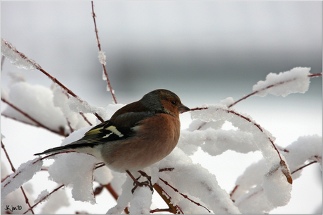 Vink mannetje