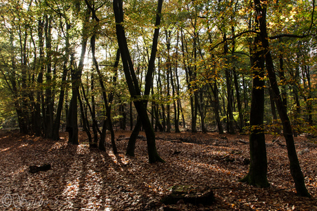 lopende bomen