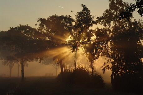 In de mist