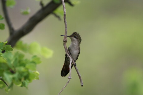 Kolibri