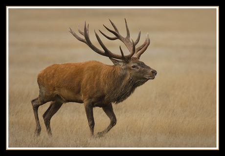 The king of the Red Deer !!