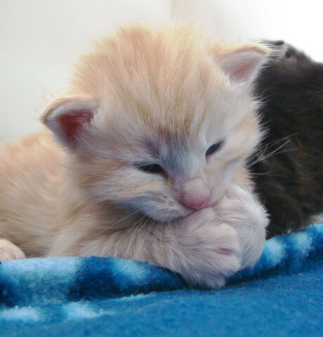 Noorse Boskat kitten