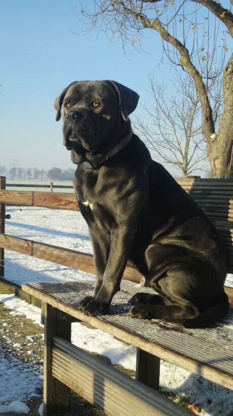 Cane Corso