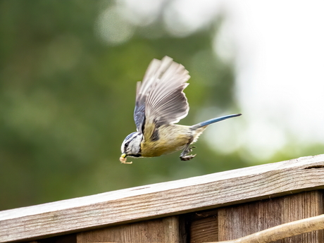 Pa en ma pimpelmees hebben het druk
