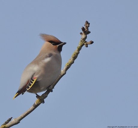 Pestvogeltje(Bombycilla garrulus)