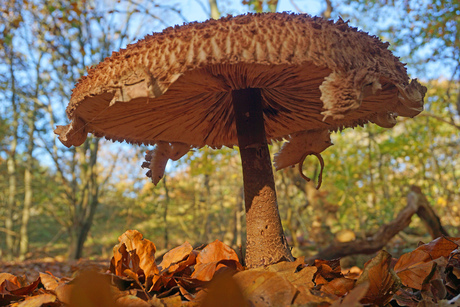 grote paddenstoel 2
