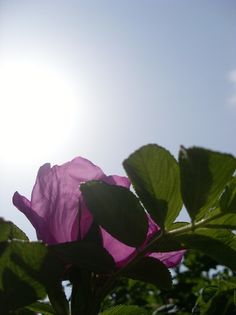 Flower in the sun