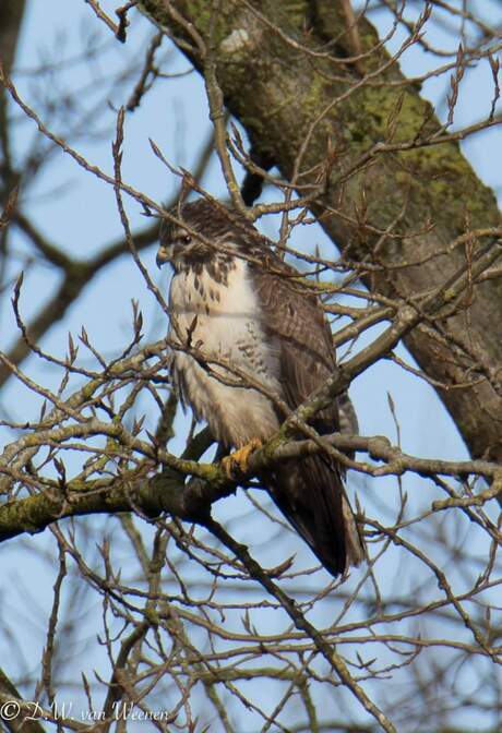 Buizerd