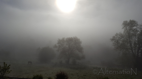 The Morning Fog