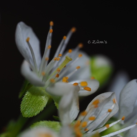 white blossom