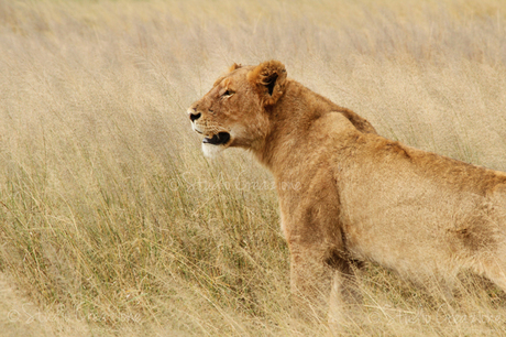 Leeuw Zuid-Afrika Krugerpark