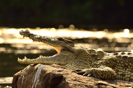 Nile Crocodile