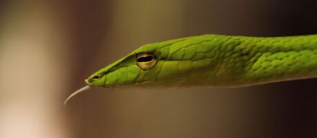 Green Vine Snake