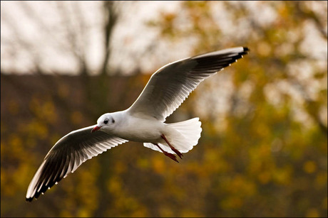 Meeuw in vogelvlucht