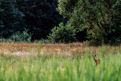 Ree bij de rand van het bos.