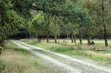 Eindeloze Veluwe 6