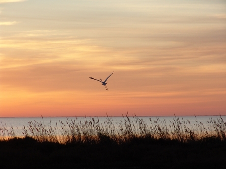 wegvliegende reiger