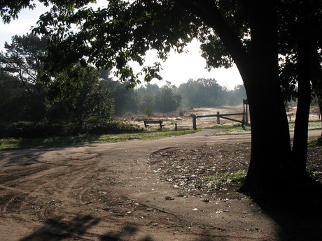 Morgenlicht over de Veluwe