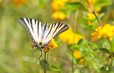 Iphiclides podalirius