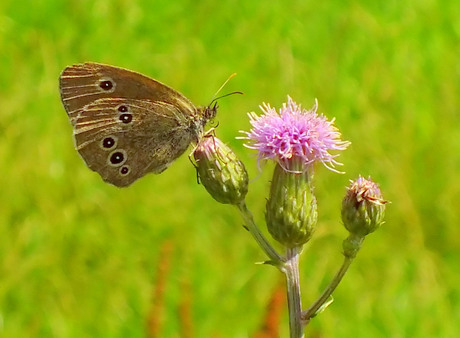 Koevinkje op Distel.