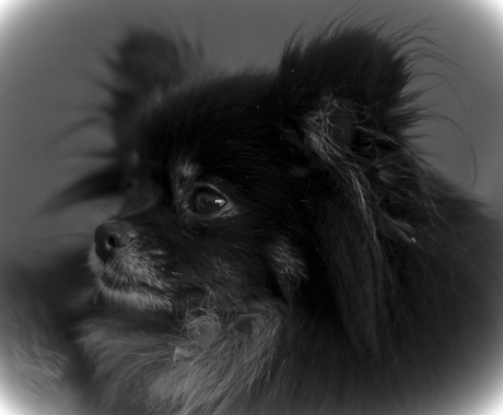 B&W kali