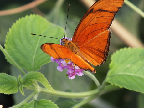 Blijdorp, Vlindertuin