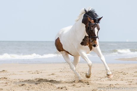 Pony op het strand