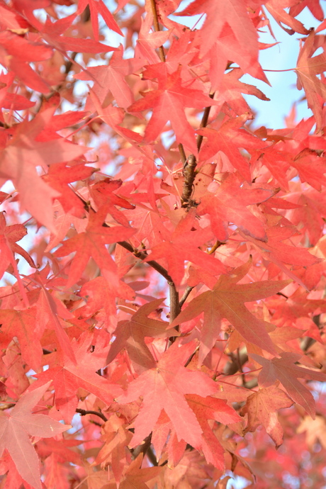 Red Leaves