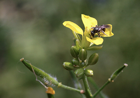 Insect op bloem