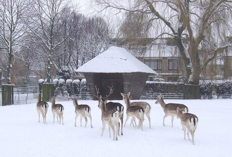 Damherten in sneeuw.