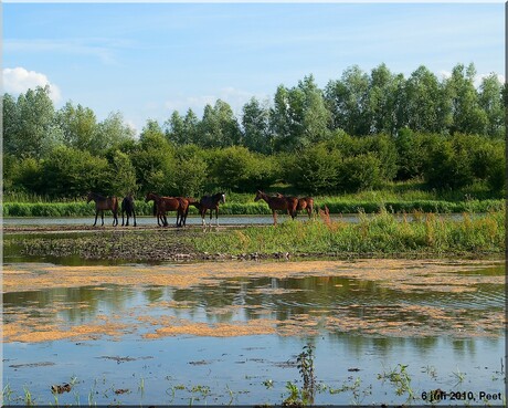 Paarden op eiland