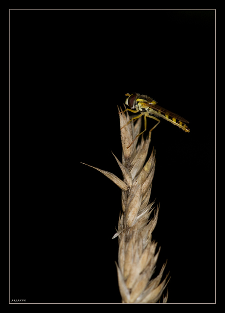 Zweefvlieg - Iedereen bedankt voor de fijne reacties op mijn springertje. 

Groetjes, Arjanne - foto door flowergirl_zoom op 05-08-2010 - deze foto bevat: zweefvlieg, insecten, flowergirl