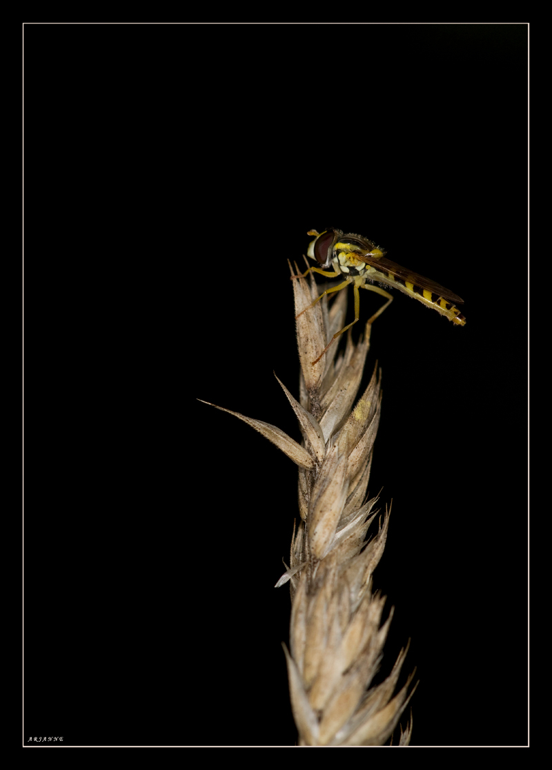 Zweefvlieg - Iedereen bedankt voor de fijne reacties op mijn springertje. 

Groetjes, Arjanne - foto door flowergirl_zoom op 05-08-2010 - deze foto bevat: zweefvlieg, insecten, flowergirl