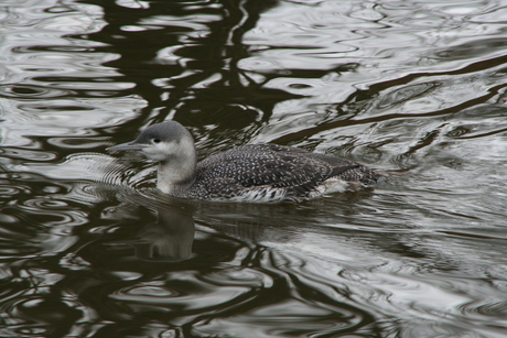 Roodkeelduiker