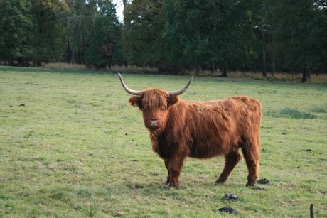 schotse hooglander