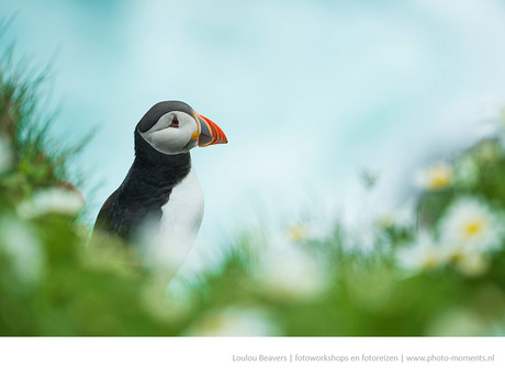 Puffin