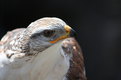 roofvogel