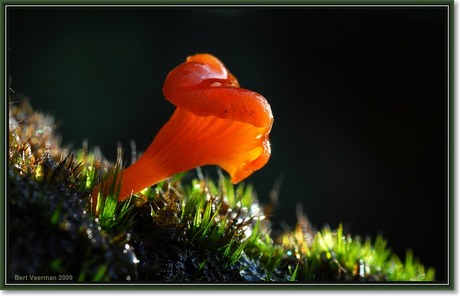 Oranjerood trechtertje