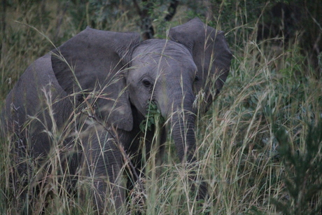 Jonge olifant