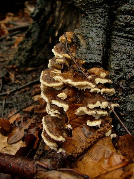 9 Maart 2008 Paddestoelen 1