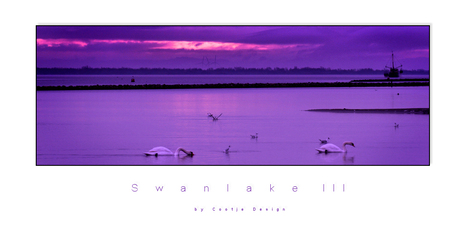 Swanlake 3