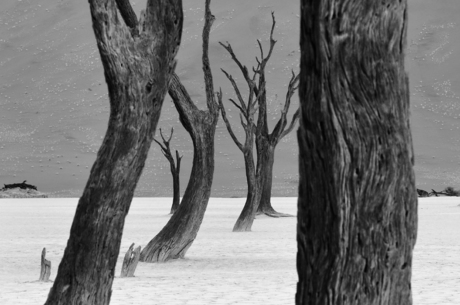 Deadvlei IV