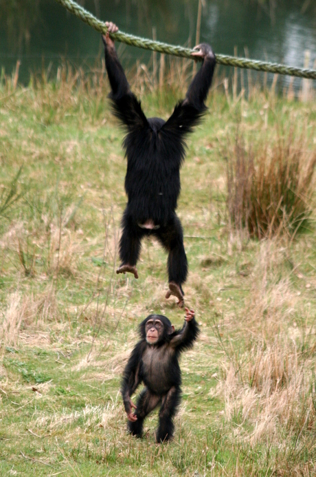 Chimpansee