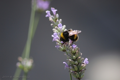 Hommel