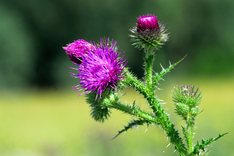 ERVEO - ROEL VERLEYEN, OOSTERZELE - Speerdistel bloei (cirsium vulgare).jpg