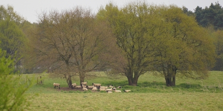 ergens in Limburg