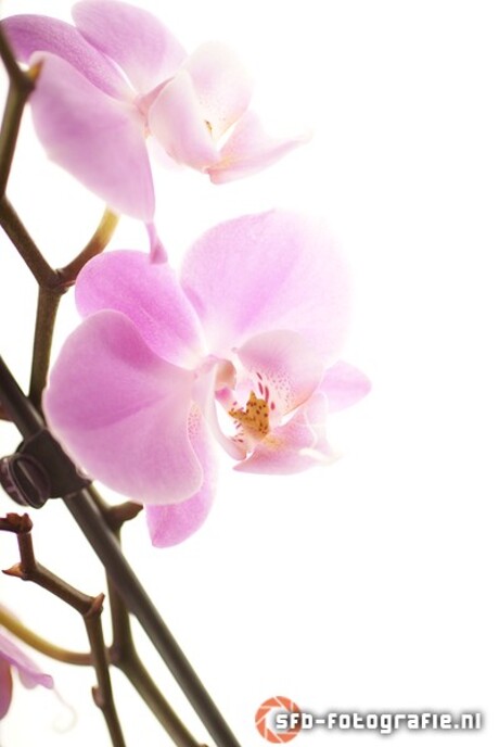 Orchidee